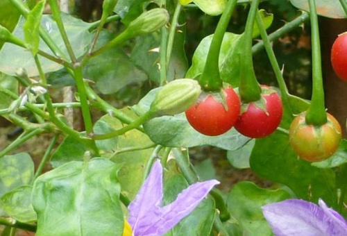 Những sai lầm phổ biến khi thải độc gan - 3 Cà gai leo có tác dụng thải độc gan.