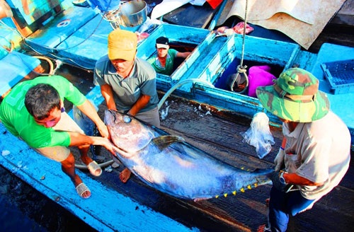 Chuyện ly kỳ về ngôi làng có 5-6 thế hệ đi đánh cá ngừ đại dương - 3 
Ngư dân làng Tân Thành 2 đưa cá ngừ đại dương vào bờ sau chuyến đánh bắt dài ngày trên biển. Ảnh: D.T