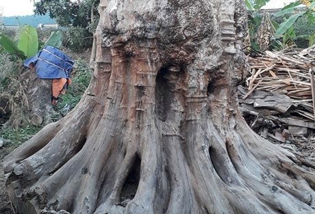Gốc bàng cổ kỳ bí: 600 năm tuổi giá 35 tỷ đồng - 2
Phần rễ cây có tạo hình đặc biệt.