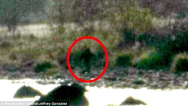 Phát hiện gia đình 5 Quái vật chân to trong rừng Mỹ? - 1
Một bức ảnh khác được cho là chụp Bigfoot cũng tại khu vực gần hồ Avocado ở California.