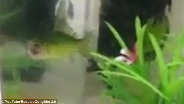 Video: Cá vàng không đầu vẫn bơi lội tung tăng suốt 3 ngày - 1
Con cá vàng mất đầu vẫn bơi lội tung tăng suốt 3 ngày.
