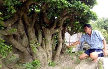 "Cụ" duối gần 300 tuổi giá 1,2 tỷ “ăn đứt” xe Camry có gì đặc biệt? - 1
Anh Uy là người rất có duyên với cây cảnh, bonsai. Với anh cây cảnh không chỉ đem đến niềm vui, mà còn là cả giá trị kinh tế. Chính nhờ cây cảnh mà anh đã thoát ra khỏi cờ bạc và vươn lên làm giàu.