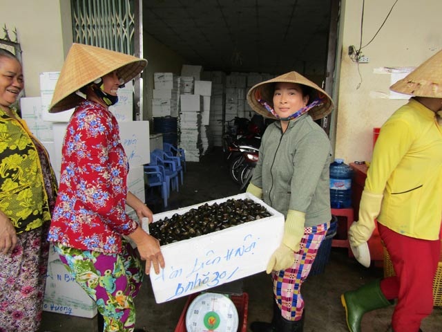Đưa ốc bươu đi tàu bay, kiếm cả triệu/ngày - 1 Cân ốc bươu để đóng thùng đưa lên máy bay.
