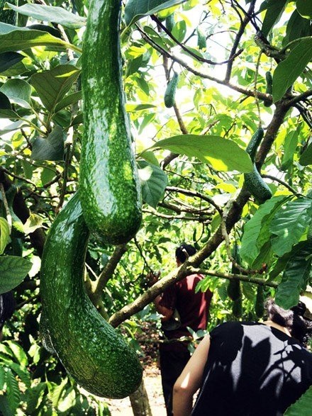 Mít dài cả mét, chuối nặng 1kg: Không dám ăn 1 mình - 3 
Giống bơ sáp ở Lâm Đồng cho quả dài như quả bí xanh.