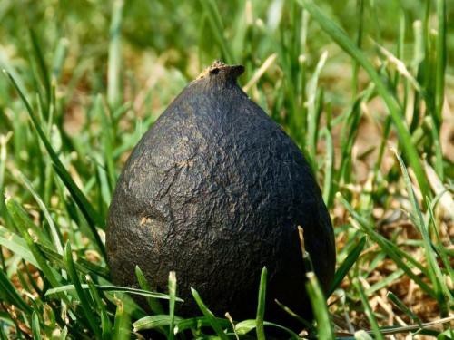 Đào ổ kiến để tìm giống nấm quý hiếm, giá 68 triệu/kg - 1 Đào ổ kiến để tìm giống nấm quý hiếm, giá 68 triệu/kg - 1