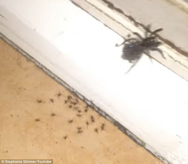 
Nhện độc hóa thành 25 con.
