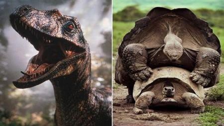 “Bật mí” khó tin về những bộ phim nổi tiếng - 2 Âm thanh của một số loài khủng long trong “Jurassic Park” từng khiến không ít khán giả rợn tóc gáy nhưng thực chất, chúng được tạo ra từ tiếng loài rùa đang… giao phối.