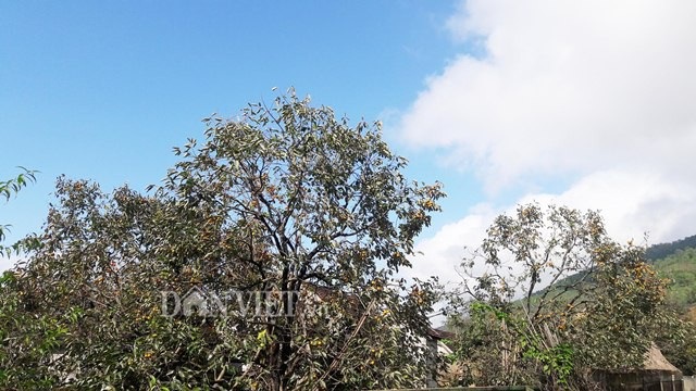 Về xứ sở hồng không hạt cổ thụ, người dân thu 8 tỷ đồng mỗi vụ - 1 Toàn xã Nam Anh hiện có khoảng 100ha diện tích trồng hồng không hạt. Ảnh: Lê Tập