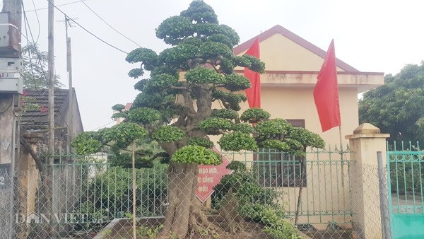 Duối kiểng cổ thụ 'tình phụ tử' hơn 120 tuổi giá tiền tỷ ở Ninh Bình - 1 Cây duối độc đáo này của ông Được đã có tuổi đời lên tới hơn 100 năm và cao gần 4m, có đến trên dưới 10 tán.