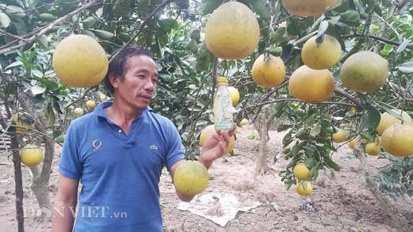 Trồng bưởi Tết thu hoạch kép, lão nông kiếm hàng trăm triệu - 1 Để sản phẩm bưởi ăn toàn khi bán cho khách, trong quá trình trồng, ông Thụ luôn dùng các biện pháp sinh học như đặt bẫy đèn, bả... để diện trừ sâu, bệnh cho bưởi tại vườn của gia đình.