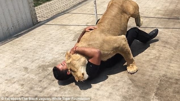 Sư tử vồ người đàn ông và diễn biến kinh ngạc sau đó - 1 Sư tử cái tên Kiara ban đầu đẩy người đàn ông tên Adolfo xuống đất