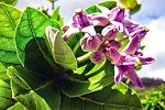 Gãy “kiếm” do đâu? - 3 Gãy “kiếm” do đâu? - 3