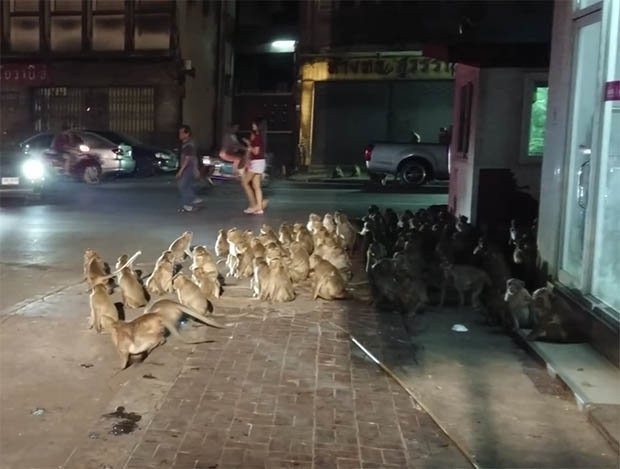 Hết hồn cảnh trăm con khỉ chạy như bay qua đường - 1 Hàng chục con khỉ đứng đợi trên vỉa hè.
