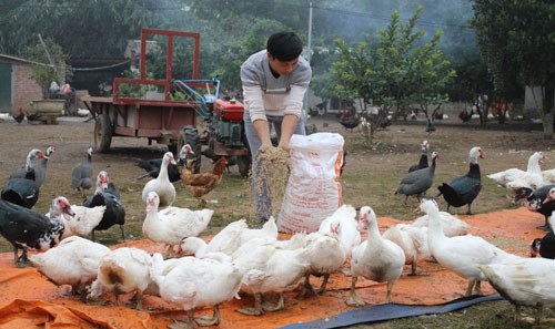 Nuôi gà leo cây, thu lãi hàng trăm triệu - 1 Anh Nguyễn Mạnh Hà làm giàu từ mô hình chăn nuôi gà thả vườn và các loại gia cầm.