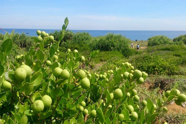 Quảng Ngãi: Ngỡ ngàng rừng cam đường dại trĩu quả trên đảo Bé - 7 Các khu vực cam đường dại mọc ngày càng thu hút du khách đến tham quan khi đến đảo Bé (ảnh facebook Cao Ngọc Cảnh).