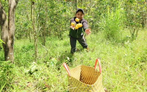 Vắt vẻo trên cây hồng cao 7m, trèo hái 2 tạ quả/ngày ở Đà Lạt - 7 Vắt vẻo trên cây hồng cao 7m, trèo hái 2 tạ quả/ngày ở Đà Lạt - 7