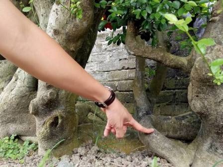 "Cụ" duối gần 300 tuổi giá 1,2 tỷ “ăn đứt” xe Camry có gì đặc biệt? - 7
Rễ cây sần xù, uốn lượn tạo nên thế vững chãi...