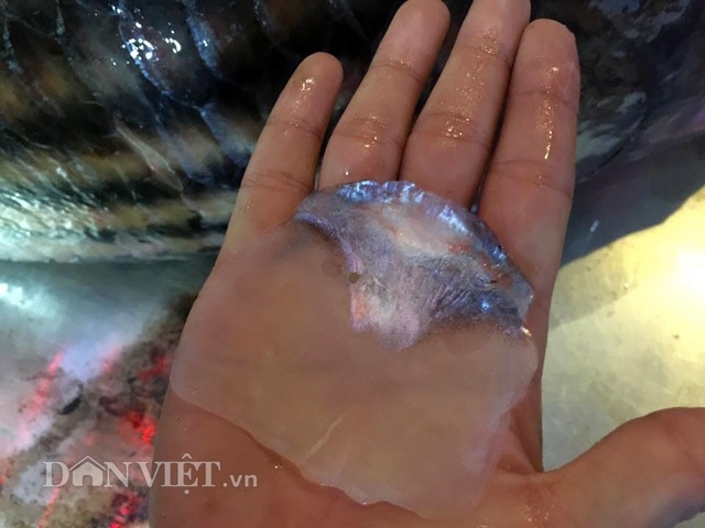 Cặp "quái ngư" trên dòng Mê Kông: Cá trà sóc khủng lồ 70 kg ở Thủ đô - 7
Vẩy cá với kích thước khủng, gần có đường kính bằng lòng bàn tay một người lớn