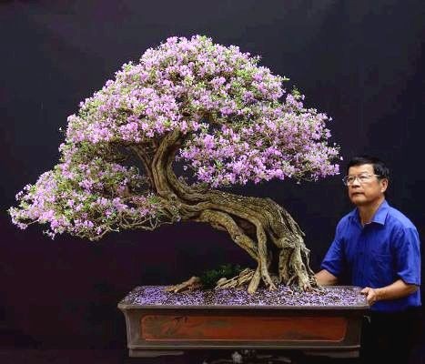 Cận cảnh: Lão nông Sài Gòn phù phép gốc "củi" thành cây cảnh nửa tỷ - 7
Một “khúc” củi linh sam núi đã hoàn thiện cho hoa tím lịm. Khúc “củi” này, theo ông Thắng “đổ” có tuổi thọ cả trăm năm. Và tác phẩm này không phải để… bán.