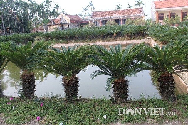 Đếm lá thu tiền từ ...700 cây vạn tuế - 7 Cô Nguyễn Thị Ngoan trồng vườn vạn tuế xung quanh ao để tiện tưới tắm, chăm sóc.