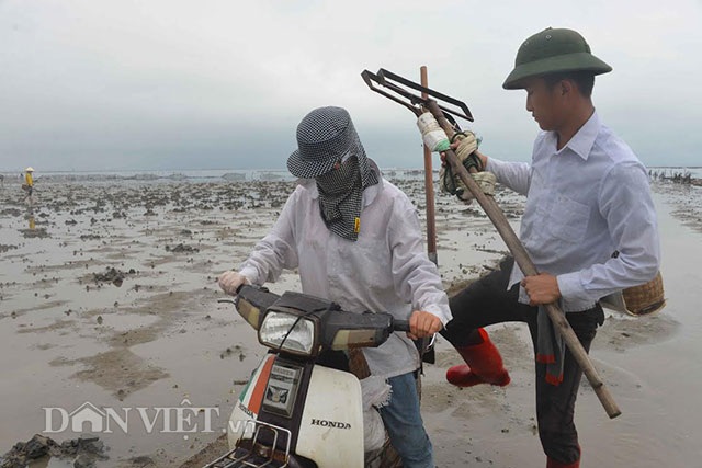Cận cảnh giun biển nhiều nhung nhúc, dân đào mỏi tay thu tiền triệu - 8 Cận cảnh giun biển nhiều nhung nhúc, dân đào mỏi tay thu tiền triệu - 8