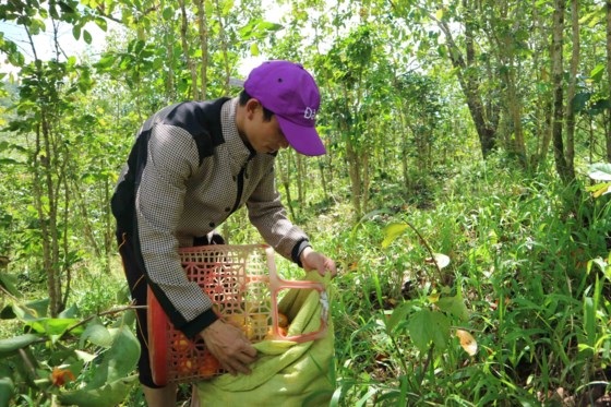 Vắt vẻo trên cây hồng cao 7m, trèo hái 2 tạ quả/ngày ở Đà Lạt - 8 Thu gom hồng trước khi đưa về sơ chế.