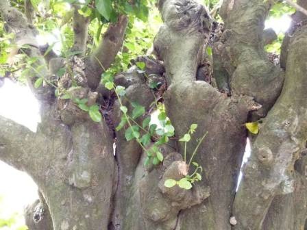 "Cụ" duối gần 300 tuổi giá 1,2 tỷ “ăn đứt” xe Camry có gì đặc biệt? - 8 "Cụ" duối gần 300 tuổi giá 1,2 tỷ “ăn đứt” xe Camry có gì đặc biệt? - 8