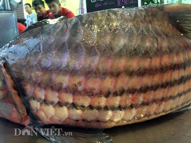Cặp "quái ngư" trên dòng Mê Kông: Cá trà sóc khủng lồ 70 kg ở Thủ đô - 8
Chúng rất dễ nhận dạng bởi những chiếc sọc đen
