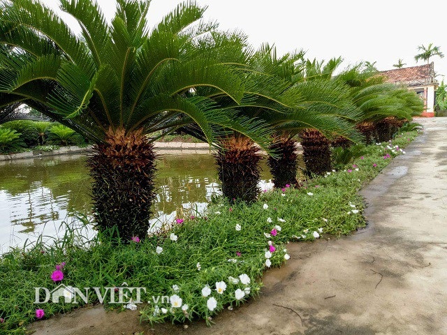 Đếm lá thu tiền từ ...700 cây vạn tuế - 8 Vốn yêu thích hoa, cây cảnh, nên dưới mỗi hàng vạn tuế, cô Nguyễn Ngoan còn trồng thêm các loại hoa mười giờ rực rỡ.
