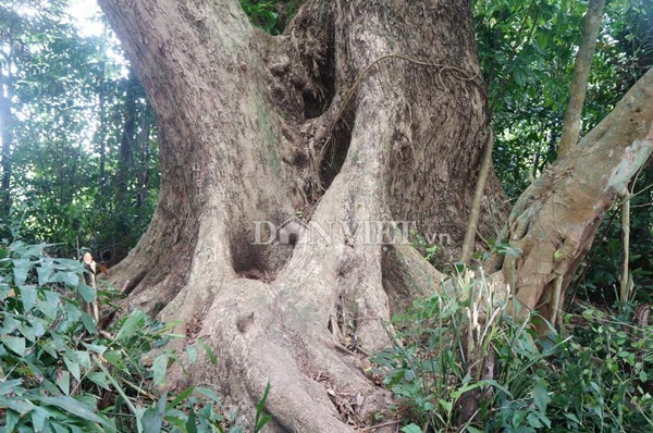 Ngỡ ngàng cây sưa 300 tuổi hàng chục người ôm không xuể - 9