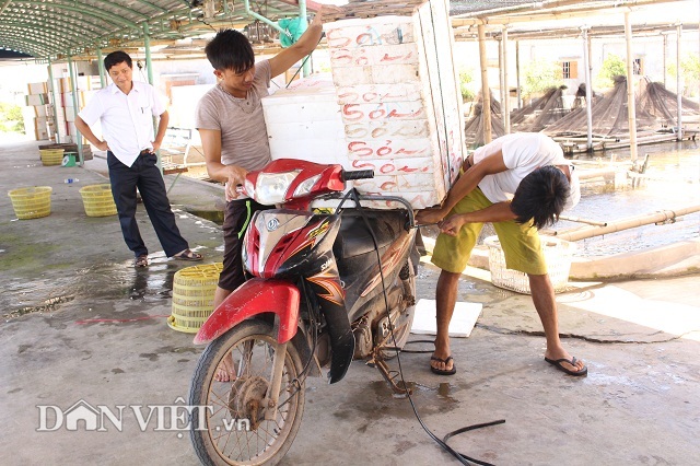 “Bắt” cá bống bớp đẻ theo ý muốn, tưởng gàn mà kiếm 5 tỷ đồng/năm - 9 Cá bống bớp thương phẩm được đóng thùng xốp có đục lỗ thông thoáng rồi vận chuyển cho khách.