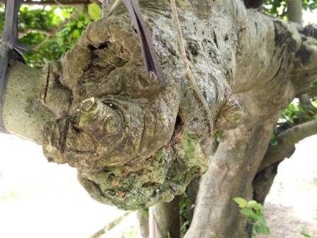 "Cụ" duối gần 300 tuổi giá 1,2 tỷ “ăn đứt” xe Camry có gì đặc biệt? - 9
Theo quan sát của PV, cụ duối đặc biệt này đang được anh Uy trồng trên một ang đất lớn, được be thành bằng gạch vồ, một bên tựa vào tường rào gạch vồ.