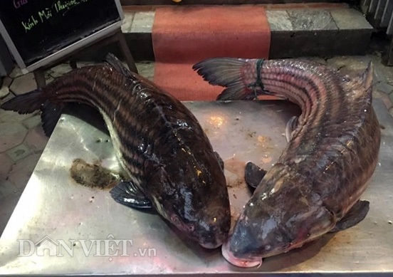 Cặp "quái ngư" trên dòng Mê Kông: Cá trà sóc khủng lồ 70 kg ở Thủ đô - 9 Cặp "quái ngư" trên dòng Mê Kông: Cá trà sóc khủng lồ 70 kg ở Thủ đô - 9