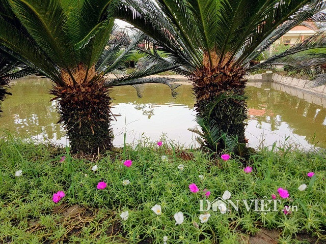 Đếm lá thu tiền từ ...700 cây vạn tuế - 9 Đếm lá thu tiền từ ...700 cây vạn tuế - 9