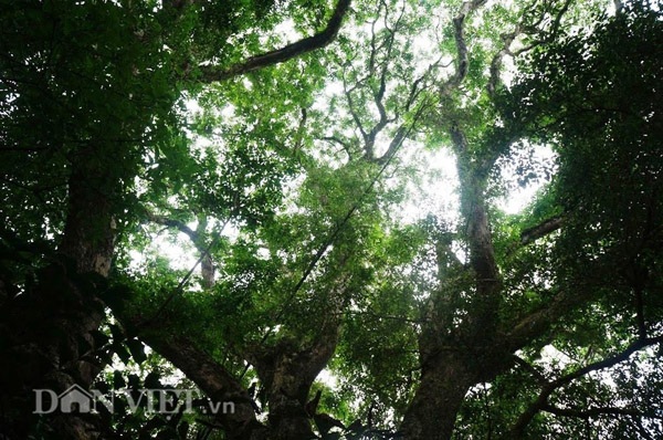 
Tán cây sưa nhìn từ dưới lên ngọn rất đẹp và xanh rì.
