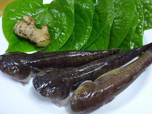 Cá bống bớp là thực dưỡng, có thể chế biến nhiều món ăn ngon từ cá, trong đó có món cá bống bớp nấu lá nốt rất được ưa thích.