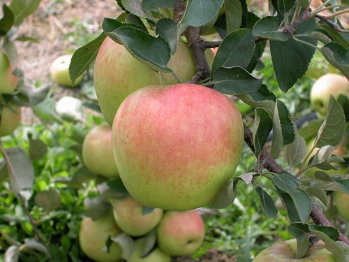 Mê mẩn loại táo Mỹ lạ..."xanh vỏ - hồng lòng" siêu dễ thương - 10 Mê mẩn loại táo Mỹ lạ..."xanh vỏ - hồng lòng" siêu dễ thương - 10