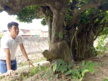 "Cụ" duối gần 300 tuổi giá 1,2 tỷ “ăn đứt” xe Camry có gì đặc biệt? - 10
Cụ duối này có chiều cao khoảng 1,8m, đường kính gốc chỗ rộng nhất khoảng 2m, đường kính tán lá khoảng 5m, lá xanh mướt.