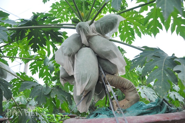 Đu đủ bonsai tán siêu độc tiền triệu hút hàng trước Tết - 4 Ông Thanh dùng các túi bao trái cho các quả trên các chậu nhằm giữ cho quả đẹp mã, hạn chế sâu bệnh, sương muối... tấn công.