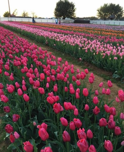 Mỹ: 7 cánh đồng hoa tulip không nên bỏ qua trong mùa xuân này - 3 Mỹ: 7 cánh đồng hoa tulip không nên bỏ qua trong mùa xuân này - 3