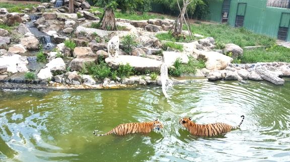 Đi đâu cuối tuần: khám phá Vườn Xoài - 3 Đi đâu cuối tuần: khám phá Vườn Xoài - 3