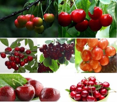Cherry Trung Quốc giá rẻ bán công khai 120.000 đồng/kg - 4
Các loại quả được cho là anh đào ở Trung Quốc.