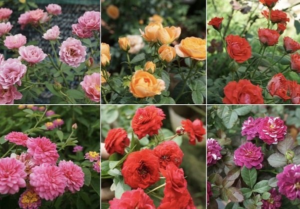 Chồng trích lương, chiều vợ xuất ngoại sưu tập 500 loài hoa hồng - 4
Để có được hơn 600 giống hồng như hiện tại, chị Hằng phải đầu tư nhiều công sức và tiền bạc