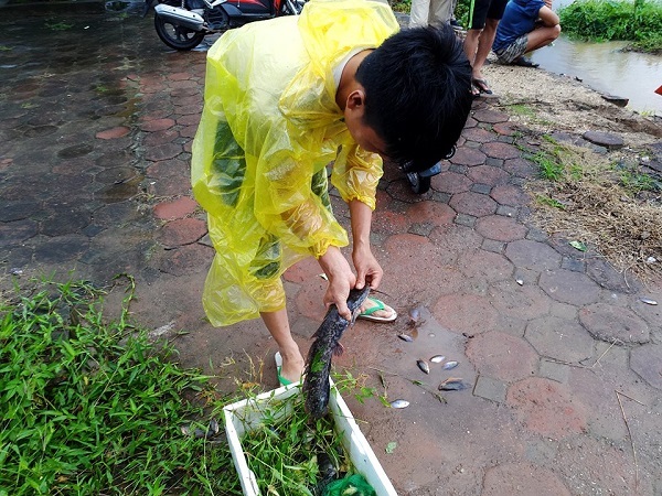 Hà Nội: Người dân rủ nhau bắt cá sau mưa bão - 4 Người thanh niên đang vui mừng vì vừa bắt được cá trê khá to.