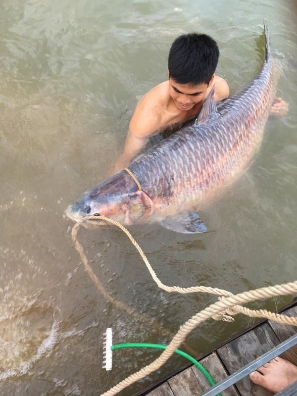 Cá trắm đen khổng lồ hiếm có: Mỗi lần xuất hiện gây xôn xao - 4
Siêu cá trắm nặng 61kg ở Thái Nguyên.