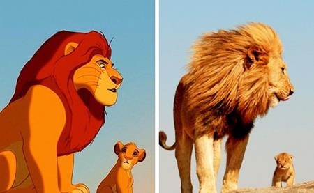 Hai bố con Mufasa và Simba trong “Vua sư tử” cũng đã được lấy cảm hứng từ chính thực tế