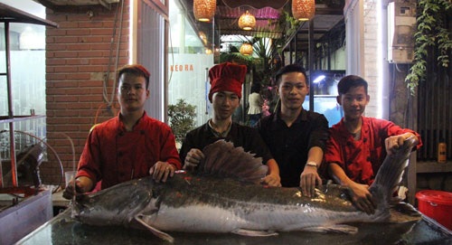Đại gia xẻ thịt cặp cá lăng 200 kg làm đại tiệc mời khách - 4
Con cá lăng “khủng”, râu dài gần 1m.