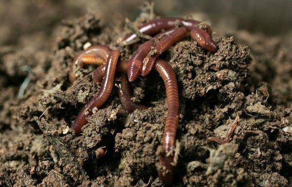 Gà, lợn giun quế: Hàng hiếm một thời tràn ra thị trường với giá rẻ - 4
Nhờ chủ động được nguồn giun nên giá gà, lợn nuôi bằng nguyên liệu này ngày càng giảm