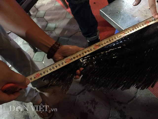 Cá leo 'khủng' nặng 52kg, dài bằng người lớn tiền triệu/kg ở Thủ đô - 4
Cá leo nặng 52 kg, dài 1,7 m, thân màu xám, bụng màu trắng.