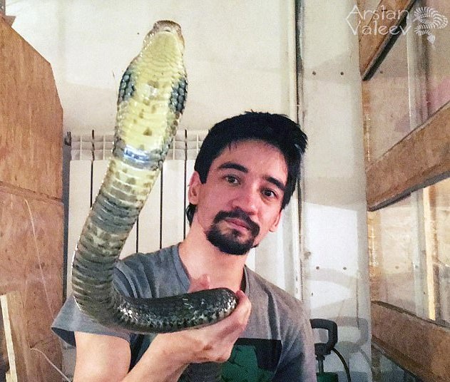 Cho rắn độc cắn rồi livestream cảnh chết dần để xin lỗi vợ - 3 Valeev nuôi rất nhiều rắn trong nhà